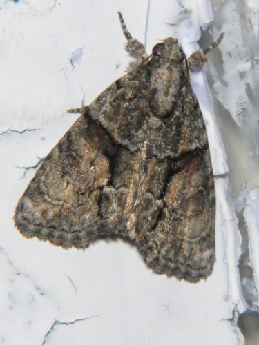Réf. 306 287 : Cryphia sp.